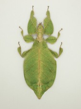 Leaf Insect -Phylliidae