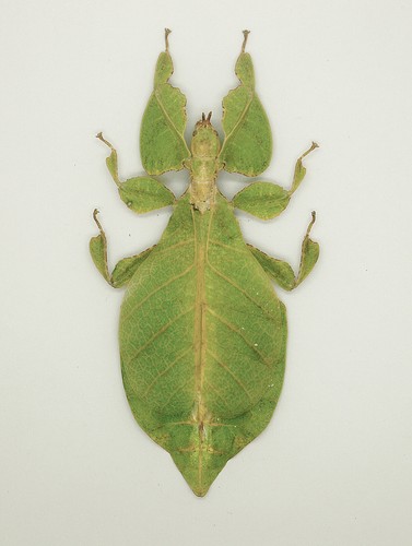 Leaf insect phylliidae - insect, -phylliidae