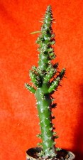 Cylindropuntia  subulata 21 cm