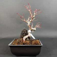 Bonsai - Fächerahorn, Acer Palmatum on Rock, Shohin, Japan