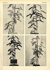 Anton Umlauft k. k. Hofgärten in Wien Die Nowacksche Wetterpflanze Bildd.1905