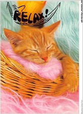 Akpp10 0789 chat roter kater - roter,