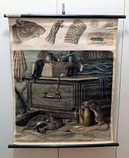 RAR Schulwandtafel Rollkarte