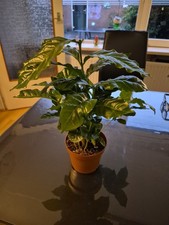 Coffea arabica 30cm Kaffeepflanze Zimmerpflanze Kaffeebaum Mit Topf Und Substrat