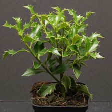 Stechpalme Blue Prince, winterharte Ilex Meserveae im Topf