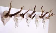 5 Rehgeweihe  zum Basteln und