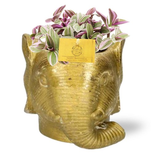 Tradescantia sweetness - sweetness,