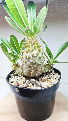 Pachypodium horombense - , sp