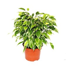Buschige Birkenfeige - Ficus