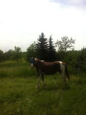 10 l 6 kg Pferdeäpfel Dünger Pferdemist Frühbeetdünger Rosendünger  Biodünger 