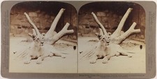 Löwin African Zoo 1909 Foto