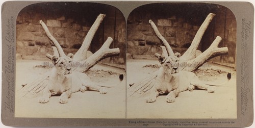 Löwin african zoo 1909 foto - zoo,