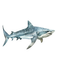 Watercolor shark sticker sea