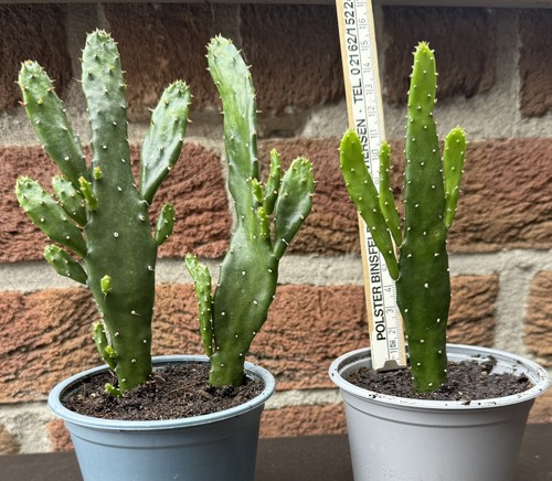 Opuntia ableger - (feigenkaktus),