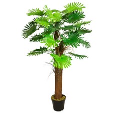 Palme palmenbaum fächerpalme - palme,