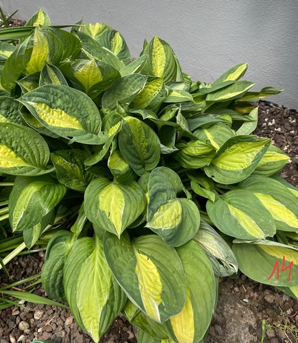 Hosta funkie - hosta,