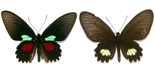 Lepidoptera papilionidae - lepidoptera,,