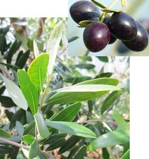 15 Samen Olivenbaum (Olea europaea), Echter Ölbaum, mediterraner Flair, Oliven