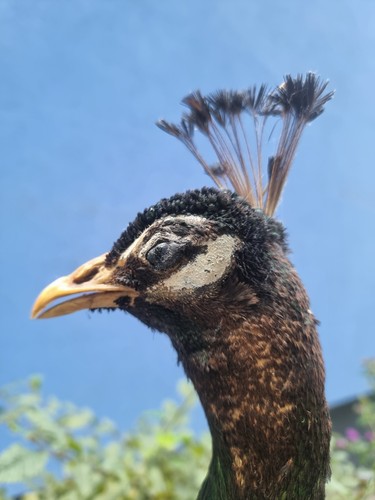 Antiker pfau ausgestopft - pfau,