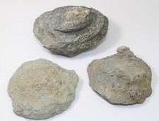 Koralle, Favosites sp., Silur