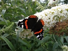 Sommerflieder White Profusion - weiß - 40-60 cm hoch - Co. 5 L