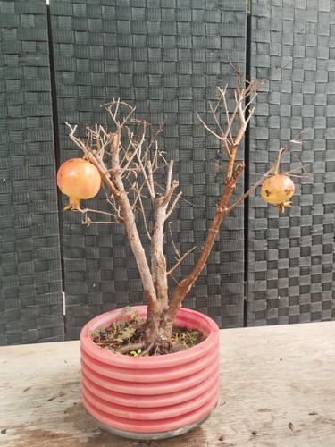 Pre bonsai punica - bonsai, granatum