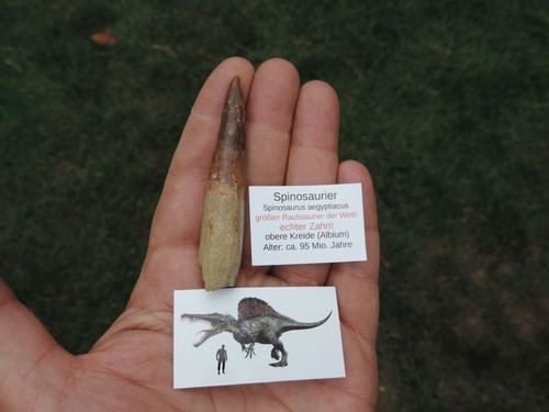 Großer zahn vom spinosaurus - großer,