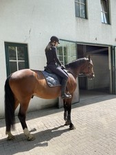 Neu gekaufter Prestige Reitsattel für Pferd mit Stockmaß 177cm. 2 Jahre alt. 