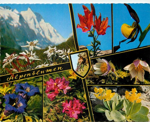 Ansichtskarte alpenblumen - ansichtskarte,