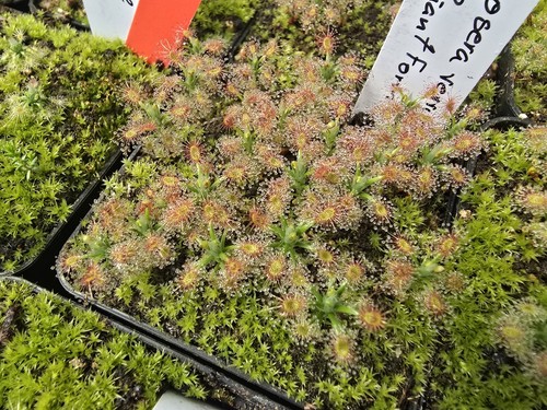 Drosera