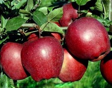 Apfelbaum STARKING / GESUCHT