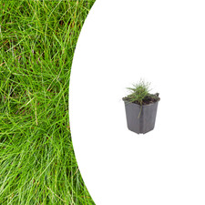 Festuca gautieri –