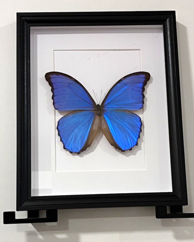Gerahmter schmetterling - gerahmter,