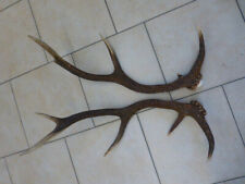 Abwurfstangen Geweihstangen Hirschhorn Hirschgeweih Passer Horndekoration Paar