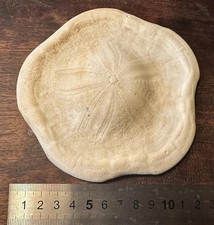 Clypeaster ravenelii, Sanddollar, Seeigel, Rezent, selten