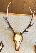 Schönes Hirschgeweih auf