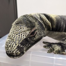 Disney plüsch komodo - disney,