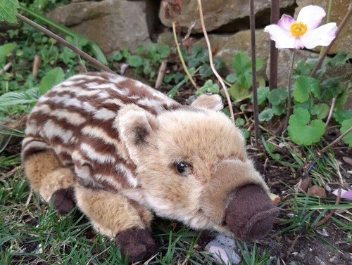 Borsti pic sau wildschwein - pic,