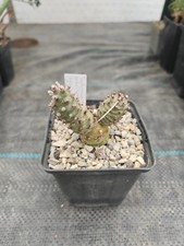 Tephrocactus articulatus v. inermis Kakteen, Sukkulenten, Rarität