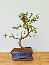 Zimmerbonsai Bonsai Jadebaum