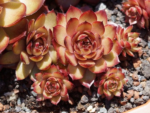 Sempervivum mitchell s - sempervivum, "mitchell´s