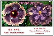 HVH Thunderhead x Taiwan Formosa Galaxy Starburst Hibiscus r. sinensis Hibiskus