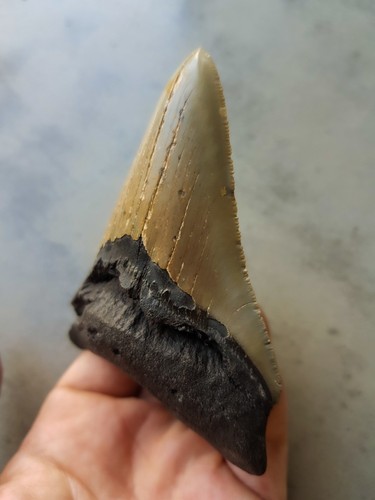 Megalodon haizahn 8 5cm - x, 8.5cm