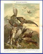 Zoology birds prey - birds, of