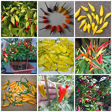 Bonsai/Mini Chili Sortiment 40 Samen / 4 Arten **Dekorative Chili-Bäumchen** 