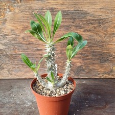 Pachypodium horombense own roots