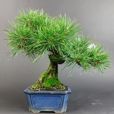 Bonsai - Schwarzkiefer, Pinus