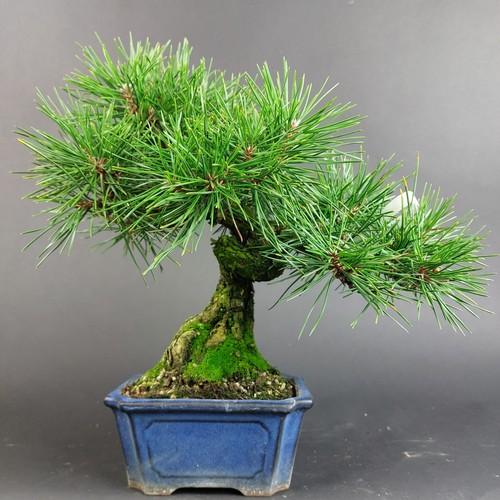Bonsai schwarzkiefer pinus - schwarzkiefer,,