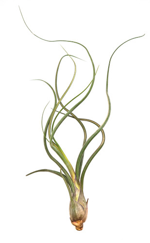 Tillandsia pseudobaileyi - , l