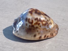 Muschel: NEW CYPRAEA ZOILA
